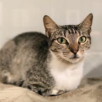 MYRA, chatte à adopter