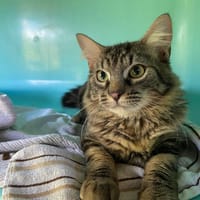 SKY, chat à adopter