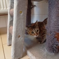 Naïade, chatte à adopter