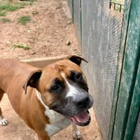 Maya, chienne à adopter