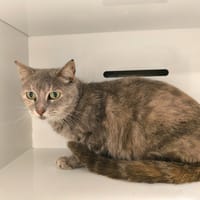 AGBA, chatte à adopter