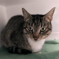 YIN, chatte à adopter