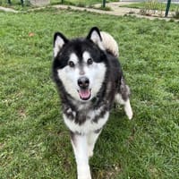 NOLAN, chien à adopter