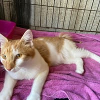 MANX, chat à adopter