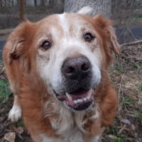 Crouton, chien à adopter