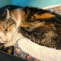 CHOUKETTE, chatte à adopter