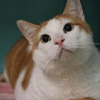 STIKY HAB17492, chat à adopter