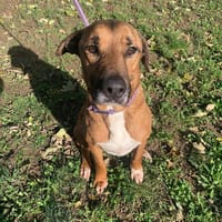 MAO, chien à adopter