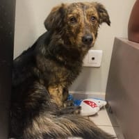 Gilhi, chien à adopter