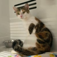 CASSIOPEE, chatte à adopter