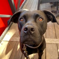 orca, chienne à adopter