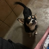 MICKEY, chien à adopter