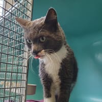 GRIBOUILLE C, chat à adopter