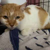 PEACHES, chatte à adopter