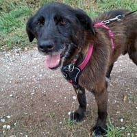 Chaman, chien à adopter