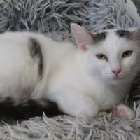 MINNIE, chatte à adopter