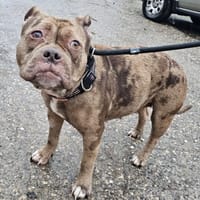 Xena, chienne à adopter