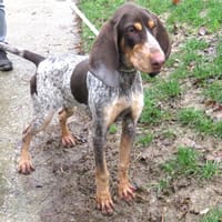 Tartine, chienne à adopter