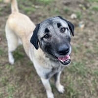 TAIHINA, chienne à adopter