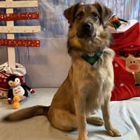 YOKO, chien à adopter