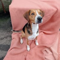 Atso, chien à adopter