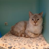 Naraka, chatte à adopter