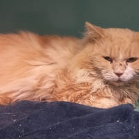 Glouton, chat à adopter