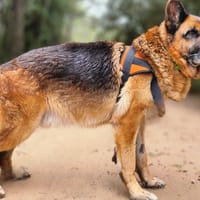 Newton, chien à adopter