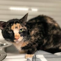 GALLEIRA, chatte à adopter