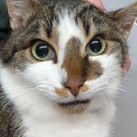 Neiko, chat à adopter