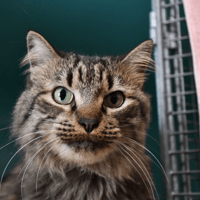 Lila, chatte à adopter