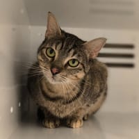 FELINE, chatte à adopter