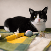 CHOUKA, chatte à adopter