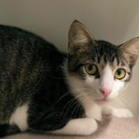 JUNIOR, chat à adopter