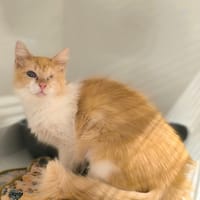 NIKITA, chatte à adopter