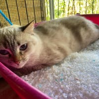 KISS, chatte à adopter