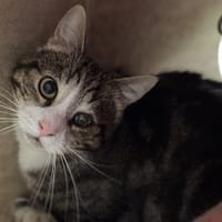 BELIN, chat à adopter