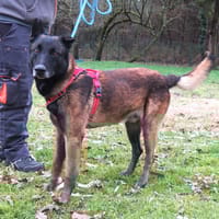 Max, chien à adopter