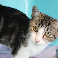 Homard, chat à adopter