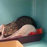 FLAVIEN, chat à adopter