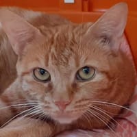 Arythmie, chatte à adopter