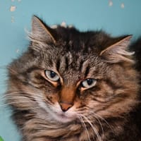 VONNIE, chatte à adopter