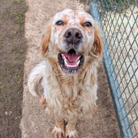 BELLE, chienne à adopter