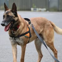 NARKOS QCN, chien à adopter