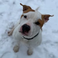 PACO, chien à adopter