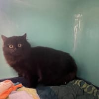 BELETTE, chatte à adopter