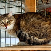 Zoidberg [FIV+], chat à adopter