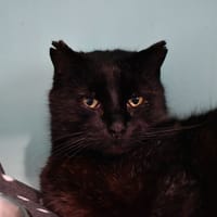 CATO, chat à adopter