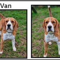 VAN GOGH dit VAN, chien à adopter