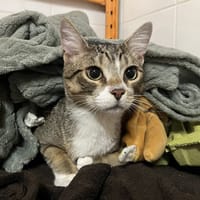 Massaï, chat à adopter